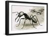 Ants-R. B. Davis-Framed Giclee Print