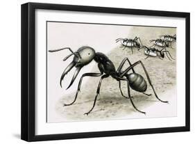 Ants-R. B. Davis-Framed Giclee Print