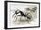 Ants-R. B. Davis-Framed Giclee Print