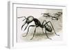 Ants-R. B. Davis-Framed Giclee Print