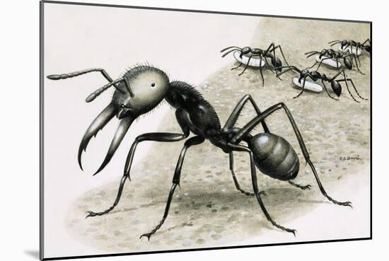 Ants-R. B. Davis-Mounted Giclee Print