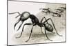 Ants-R. B. Davis-Mounted Giclee Print