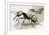 Ants-R. B. Davis-Framed Giclee Print