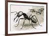 Ants-R. B. Davis-Framed Giclee Print