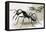 Ants-R. B. Davis-Framed Stretched Canvas