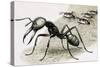Ants-R. B. Davis-Stretched Canvas