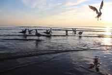 Birds on the Sunset. Seagulls at Sunset on the Sea Coast.-antshev-Laminated Photographic Print