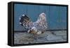 Antwerp Beard Hen Chicken-null-Framed Stretched Canvas