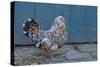 Antwerp Beard Hen Chicken-null-Stretched Canvas