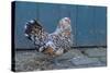 Antwerp Beard Hen Chicken-null-Stretched Canvas
