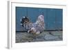 Antwerp Beard Hen Chicken-null-Framed Photographic Print
