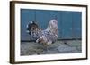 Antwerp Beard Hen Chicken-null-Framed Photographic Print