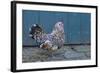 Antwerp Beard Hen Chicken-null-Framed Photographic Print