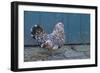 Antwerp Beard Hen Chicken-null-Framed Photographic Print