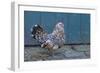 Antwerp Beard Hen Chicken-null-Framed Photographic Print