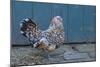 Antwerp Beard Hen Chicken-null-Mounted Photographic Print