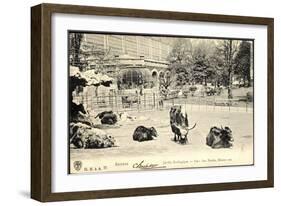 Antwerpen Flandern, Jardin Zoologique, Parc Des Yacks, Bisons Etc-null-Framed Giclee Print