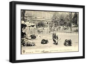 Antwerpen Flandern, Jardin Zoologique, Parc Des Yacks, Bisons Etc-null-Framed Giclee Print