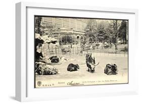 Antwerpen Flandern, Jardin Zoologique, Parc Des Yacks, Bisons Etc-null-Framed Giclee Print