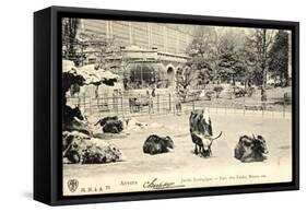 Antwerpen Flandern, Jardin Zoologique, Parc Des Yacks, Bisons Etc-null-Framed Stretched Canvas