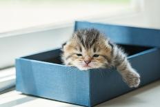 Close up of Cute Lazy Tabby Persian Kitten Lying in Blue Paper Box in the Morning.-ANUCHA PONGPATIMETH-Photographic Print