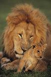 Male Lion (Panthera Leo) with Cub, Masai Mara National Reserve, Kenya-Anup Shah-Mounted Photographic Print
