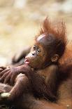 Red Ruffed Lemur (Varcia Variegata) Lying on Branch, Captive, Madagascar-Anup Shah-Photographic Print