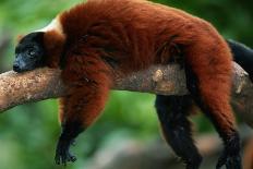 Red Ruffed Lemur (Varecia Variegata Ruber) Lying down on Branch, Madagascar-Anup Shah-Photographic Print