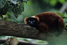 Orang-Utan (Pongo Pygmaeus) Holding Young, Close-Up, Gunung Leuser National Park, Indonesia-Anup Shah-Photographic Print