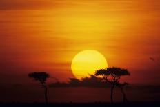 Acacia Tree Growing on Savannah against Sky Background, Masai Mara National Reserve, Kenya-Anup Shah-Photographic Print