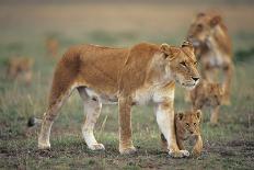 Two Lionesses (Panthera Leo) with Two Cubs Walking on Savannah, Kenya-Anup Shah-Photographic Print