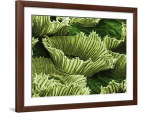 Anwyl Bromeliads Water Is Trapped under the Scaly-null-Framed Photographic Print