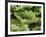 Anwyl Bromeliads Water Is Trapped under the Scaly-null-Framed Photographic Print