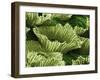 Anwyl Bromeliads Water Is Trapped under the Scaly-null-Framed Photographic Print