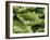 Anwyl Bromeliads Water Is Trapped under the Scaly-null-Framed Photographic Print