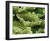 Anwyl Bromeliads Water Is Trapped under the Scaly-null-Framed Photographic Print