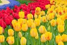 Red Tulips Field in Holland-anytka-Photographic Print