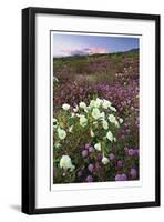 Anza Flower Meadow II-Donald Paulson-Framed Giclee Print