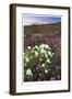 Anza Flower Meadow II-Donald Paulson-Framed Giclee Print