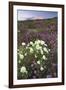 Anza Flower Meadow II-Donald Paulson-Framed Giclee Print