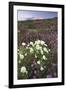 Anza Flower Meadow II-Donald Paulson-Framed Giclee Print