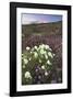 Anza Flower Meadow II-Donald Paulson-Framed Giclee Print