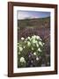 Anza Flower Meadow II-Donald Paulson-Framed Giclee Print