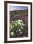 Anza Flower Meadow II-Donald Paulson-Framed Giclee Print