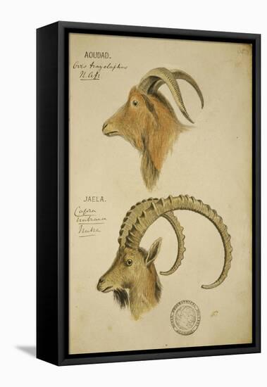 Aoudad and Jaela, C.1860-John Hanning Speke-Framed Stretched Canvas