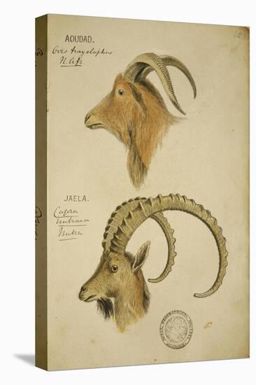 Aoudad and Jaela, C.1860-John Hanning Speke-Stretched Canvas