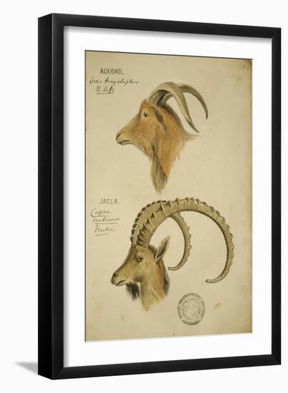 Aoudad and Jaela, C.1860-John Hanning Speke-Framed Giclee Print