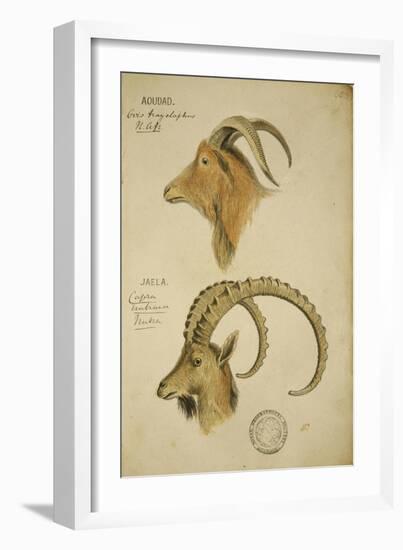 Aoudad and Jaela, C.1860-John Hanning Speke-Framed Giclee Print