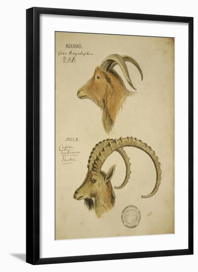 Aoudad and Jaela, C.1860-John Hanning Speke-Framed Giclee Print