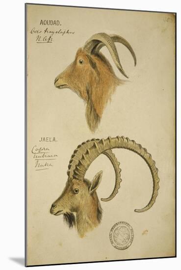 Aoudad and Jaela, C.1860-John Hanning Speke-Mounted Giclee Print